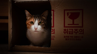 고양이